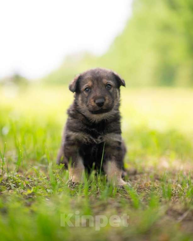 Собаки в Москве: Щенята — почти волчата ищут дом Мальчик, 1 руб. - фото 5