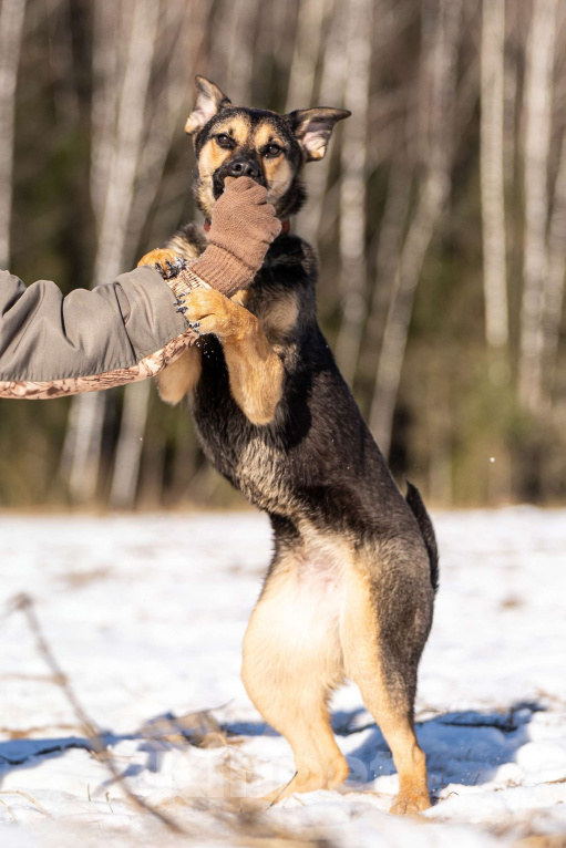 Собаки в Клине: Доня — собачка с добрым нравом Девочка, Бесплатно - фото 4