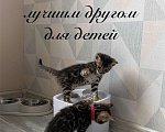 Кошки в Реутове: Бенгальские котята - девочки Девочка, 40 000 руб. - фото 2
