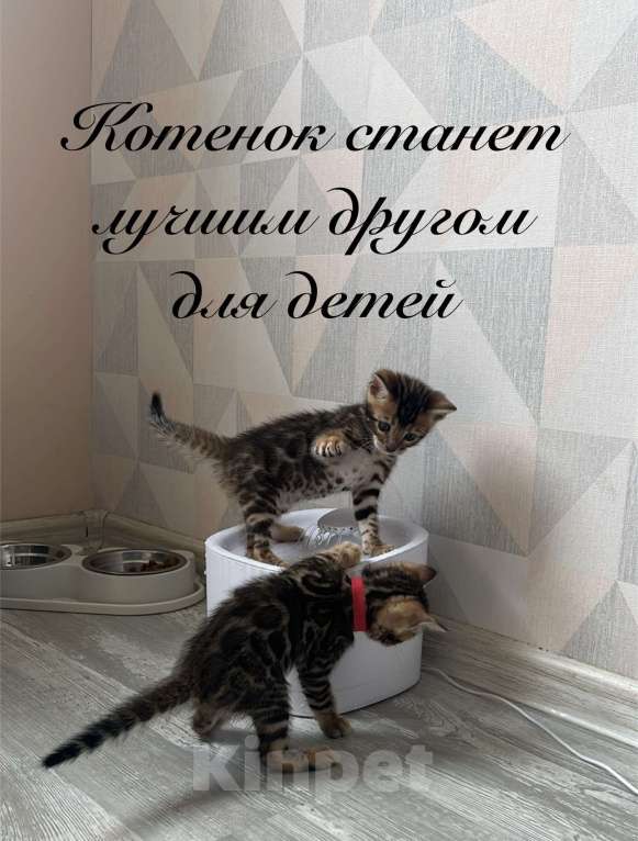Кошки в Реутове: Бенгальские котята - девочки Девочка, 30 000 руб. - фото 2