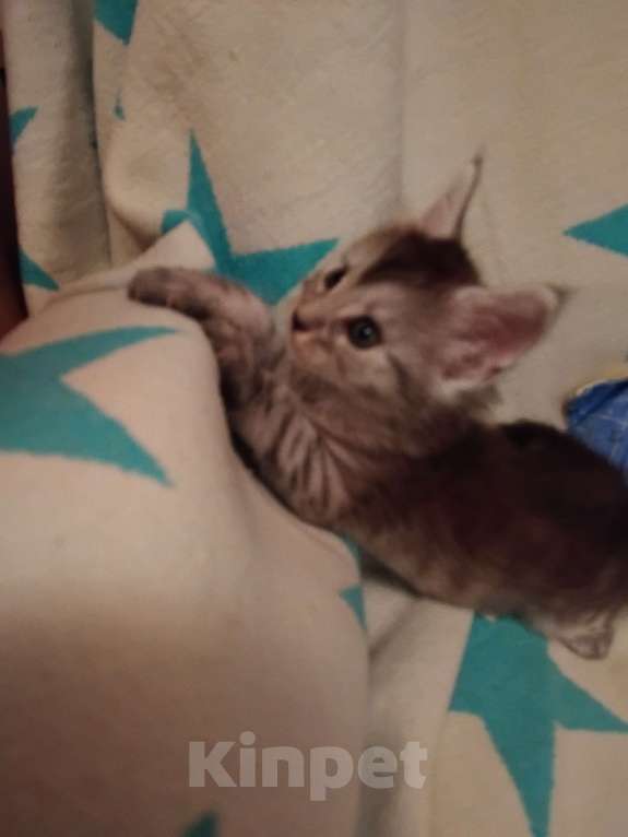 Кошки в Ставрополе: Энджел дымка Девочка, 20 000 руб. - фото 3