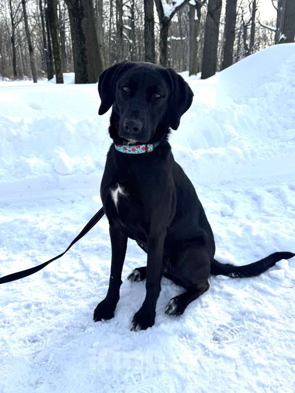 Собаки в Москве: Собака бесплатно в Москве Девочка, Бесплатно - фото 5