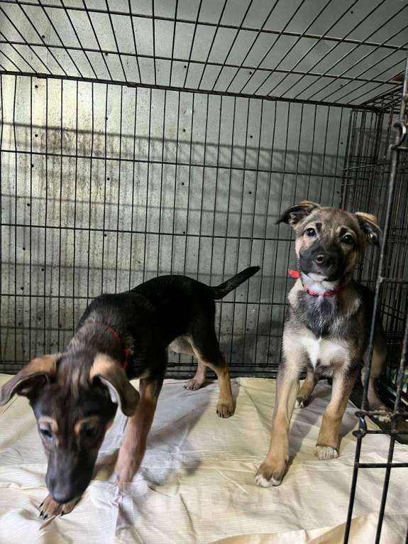 Собаки в Ногинске: Две сестрёнки ищут дом Девочка, Бесплатно - фото 3