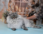 Кошки в Москве: Сибирская серебристая кошечка Девочка, Бесплатно - фото 8