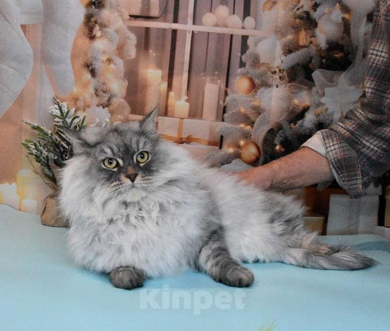 Кошки в Москве: Сибирская серебристая кошечка Девочка, Бесплатно - фото 8