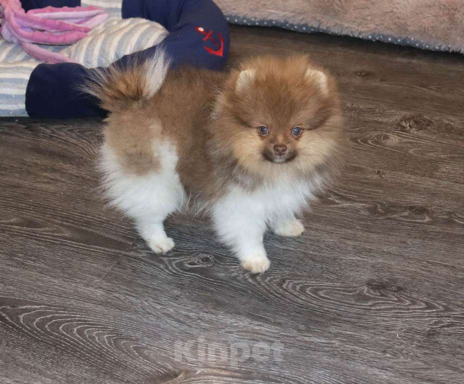 Собаки в Москве: Супер мальчик- Огонёк Мальчик, 55 000 руб. - фото 5