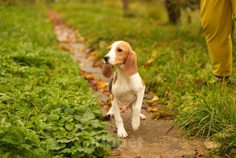 Собаки в других городах Московской области: Кобель гончей хочет домой Мальчик, 19 000 руб. - фото 7