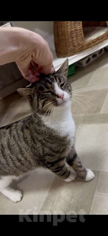 Кошки в Санкт-Петербурге: Молодой ласковый шпротик в добрые руки Мальчик, Бесплатно - фото 8