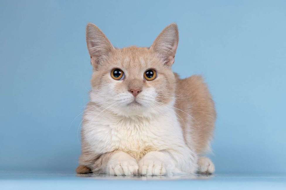 Кошки в Москве: Кот Персик ищет семью  Мальчик, Бесплатно - фото 2