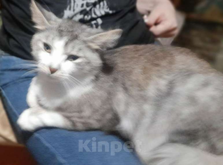 Кошки в Москве: Красивый котик Маркиз Мальчик, Бесплатно - фото 4