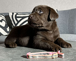 Собаки в Петропавловске-Камчатском: Шоколадные лабрадоры от титулованных родителей Девочка, 60 000 руб. - фото 6