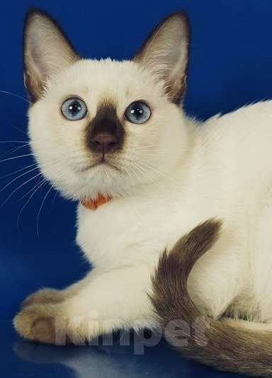 Кошки в Москве: Lika Gamlet Девочка, 60 000 руб. - фото 1