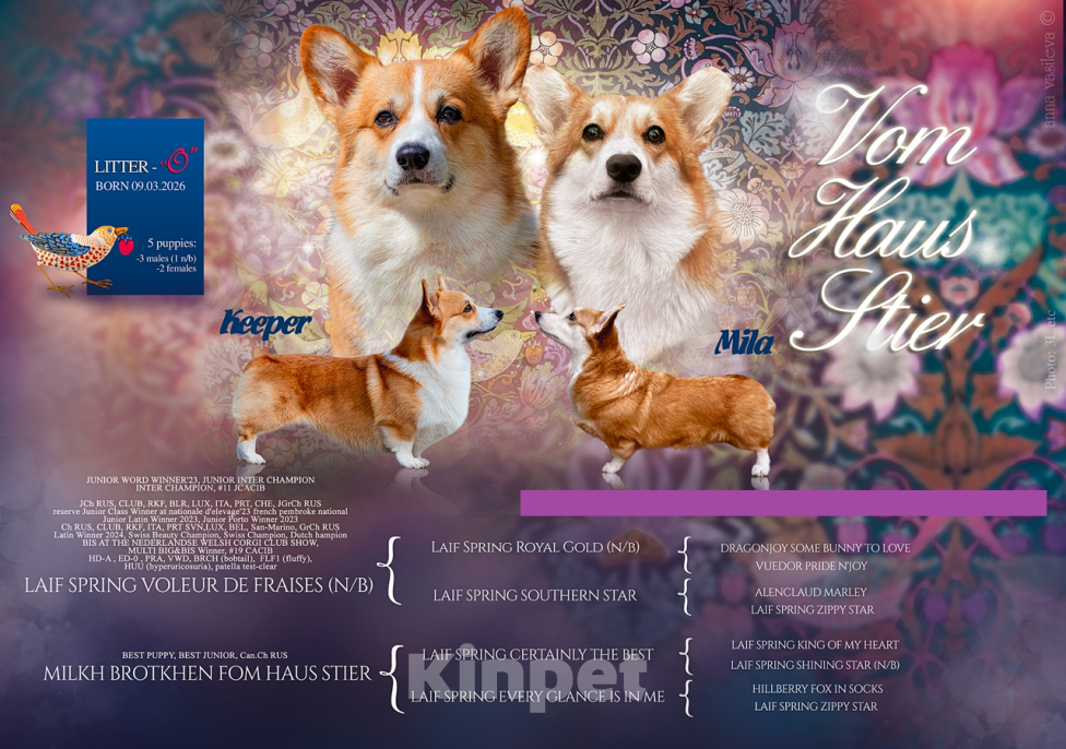 Собаки в Москве: Продаются великолепные щенки вельш корги пемброк Мальчик, 70 000 руб. - фото 1