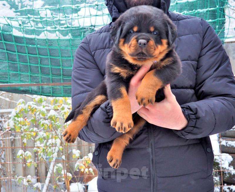 Собаки в Пятигорске: Ротвейлер Девочка, Бесплатно - фото 1