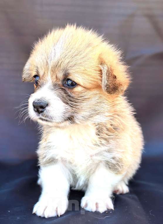 Собаки в Москве: Девочка вельш корги пемброк Девочка, 60 000 руб. - фото 3