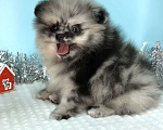 Собаки в Туле: Щенок мраморный шпиц Мальчик, 35 000 руб. - фото 1