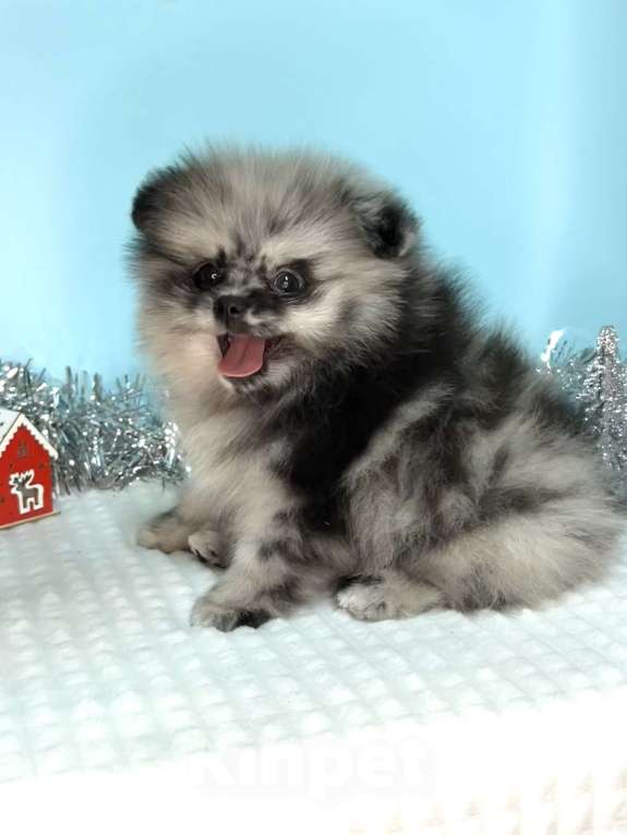 Собаки в Туле: Щенок мраморный шпиц Мальчик, 35 000 руб. - фото 1