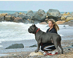 Собаки в Симферополе: Кобель Кане Корсо для вязки Мальчик, 1 000 руб. - фото 6