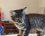 Кошки в Арзамасе: Котята бесплатно, Бесплатно - фото 2