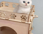 Кошки в Кингисеппе: Замечательный котик, 10 000 руб. - фото 1