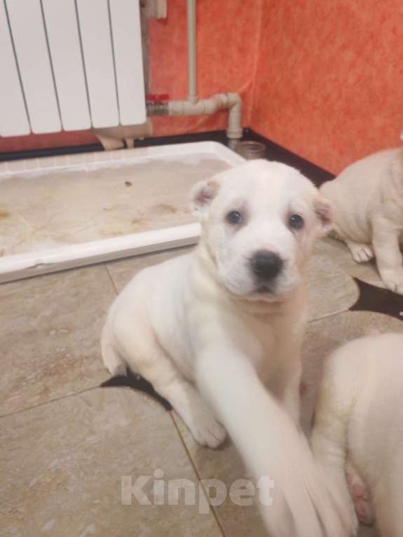 Собаки в Краснодаре: Привитые с документами щенки среднеазитской овчарки. От родителей чемпионов Разнополые, Бесплатно - фото 5