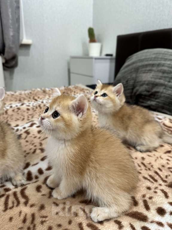 Кошки в Новоалтайске: Британская золотая шиншила Мальчик, 25 000 руб. - фото 3