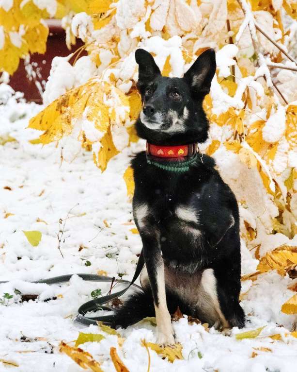 Собаки в Москве: Я Стеша :) Ищу тебя! Девочка, Бесплатно - фото 9