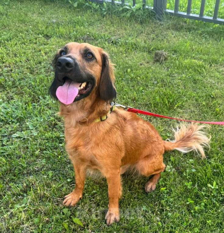 Собаки в Москве: Рыжий щенок в дар Мальчик, Бесплатно - фото 4