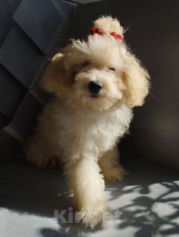 Собаки в Москве: Девочка той-пудель щенок Девочка, 60 000 руб. - фото 3