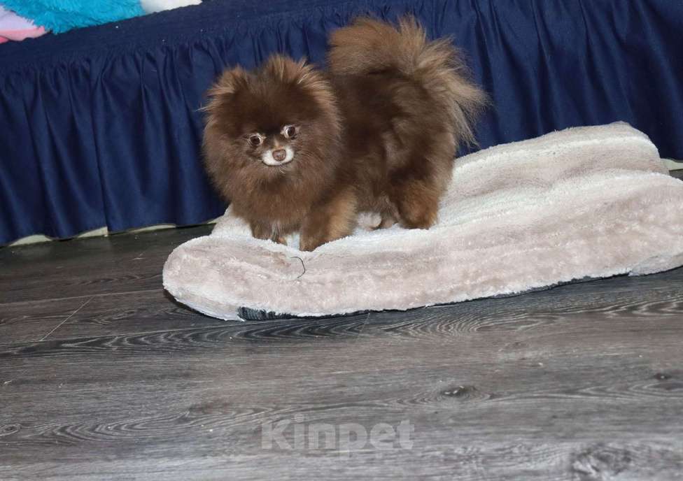 Собаки в Москве: Шоколадная девочка Девочка, 10 000 руб. - фото 7