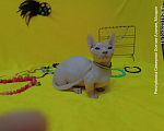 Кошки в Моздоке: Очаровательные двэльфочки Девочка, Бесплатно - фото 4