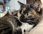 Кошки в Красноярске: Кошка в добрые руки Девочка, Бесплатно - фото 1