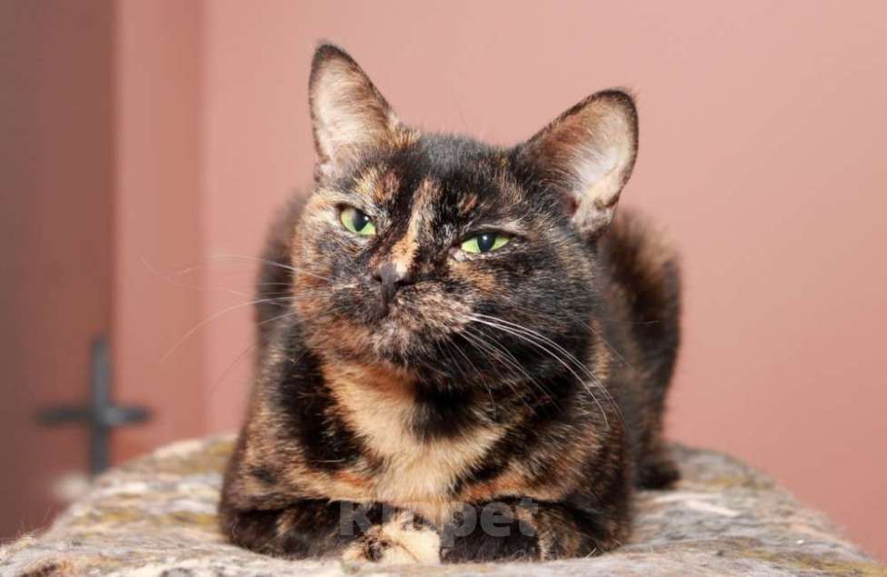 Кошки в Калуге: Конфетки-шоколадки. Трехцветные кошки в добрые руки. Девочка, Бесплатно - фото 7