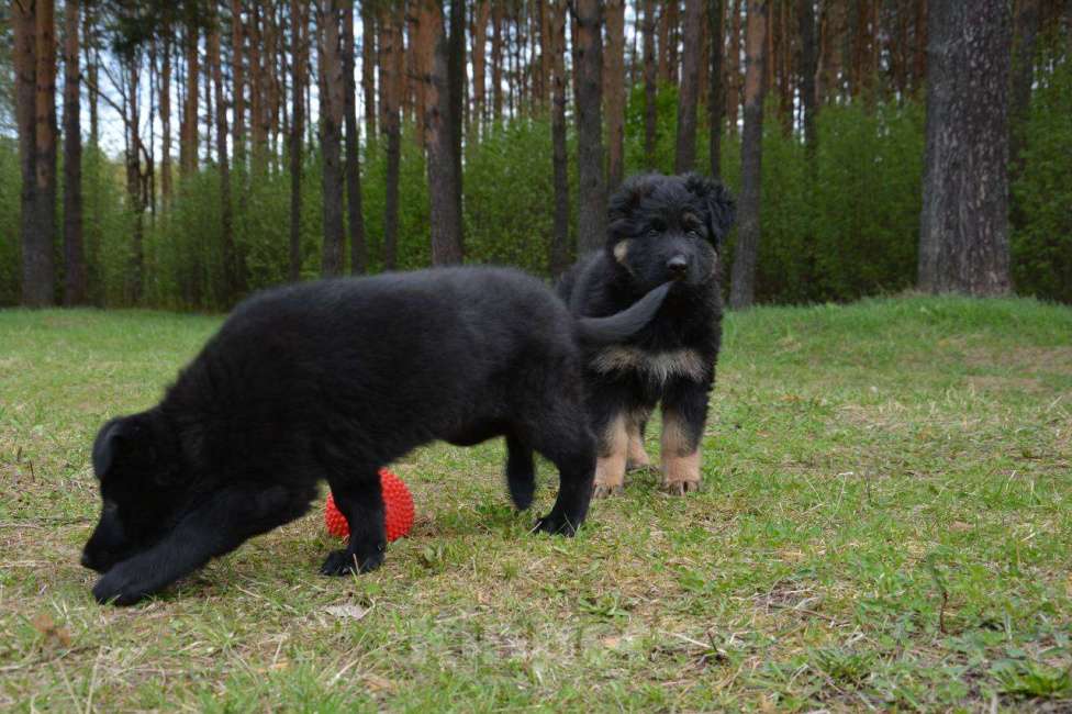 Собаки в Балашихе: Щенок немецкой овчарки РКФ Мальчик, 40 000 руб. - фото 10