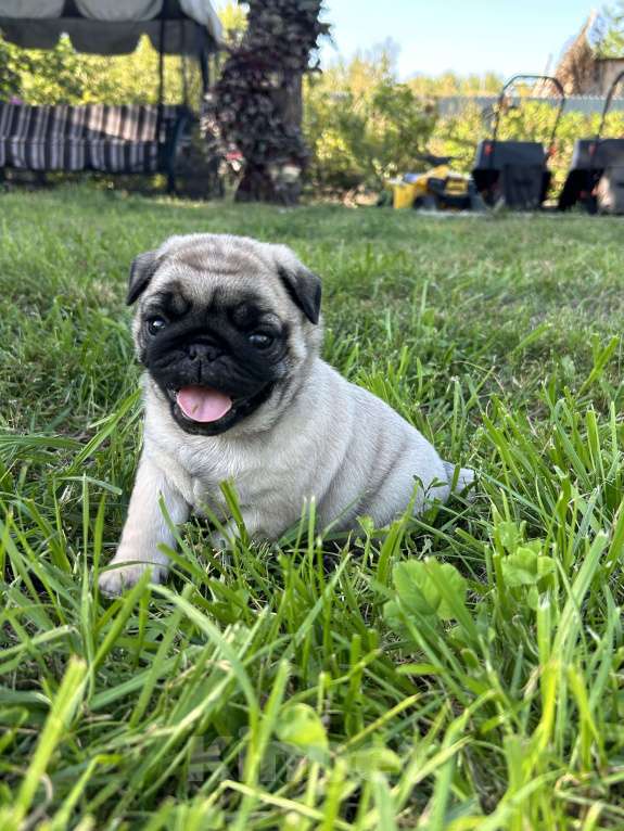 Собаки в других городах Самарской области: Очаровательные мопсики Мальчик, Бесплатно - фото 4