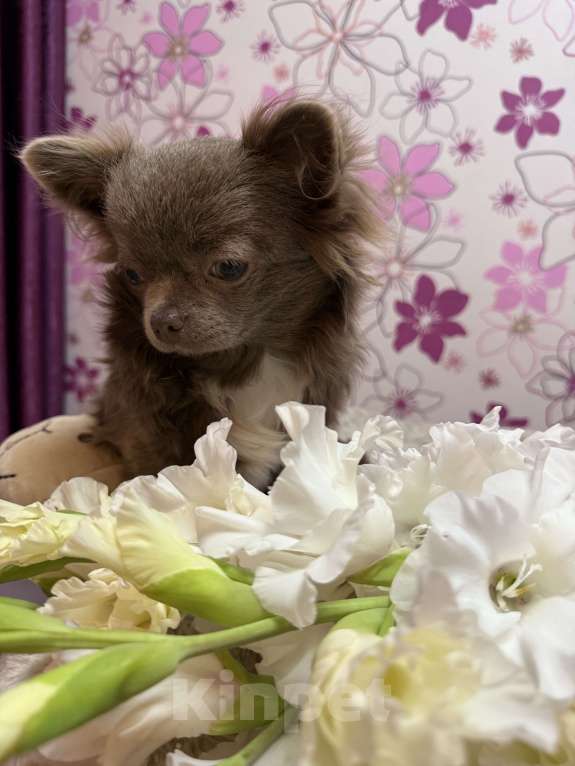 Собаки в Москве: Шикарная девочка Чихуахуа  Девочка, 180 000 руб. - фото 3