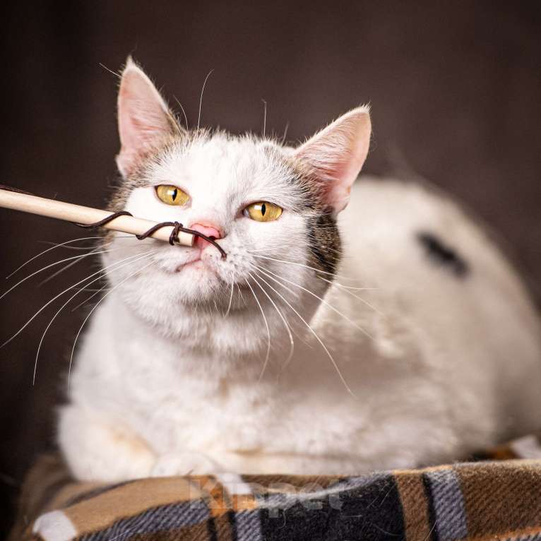 Кошки в Клине: Жорж — большой добряк Мальчик, Бесплатно - фото 7