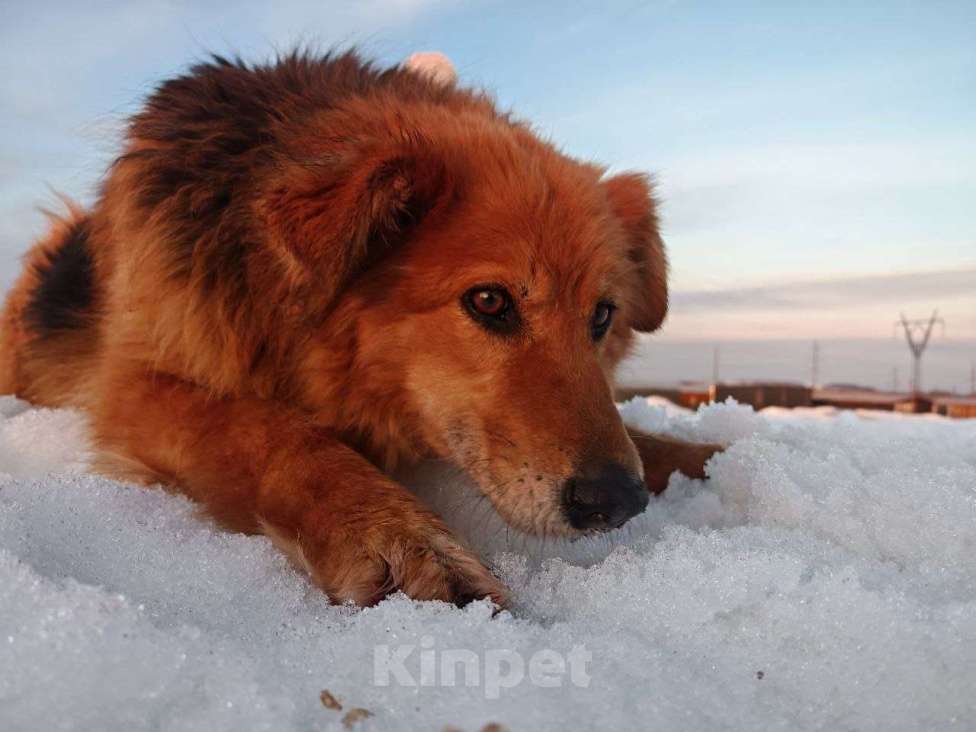 Собаки в Воскресенске: Сладкая булочка с корицей Мальчик, Бесплатно - фото 1