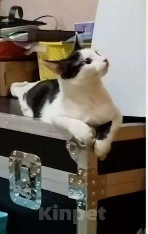 Кошки в Москве: Молодая ласковая Зая 5 мес Девочка, Бесплатно - фото 8