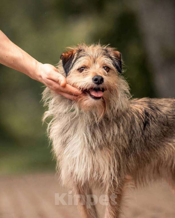 Собаки в Москве: Боско. Собака с самой необычной внешностью Мальчик, Бесплатно - фото 3