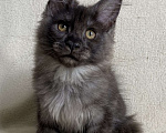 Кошки в Дмитрове: Черная дымчатая девочка мейн кун Vlasta Девочка, 40 000 руб. - фото 3