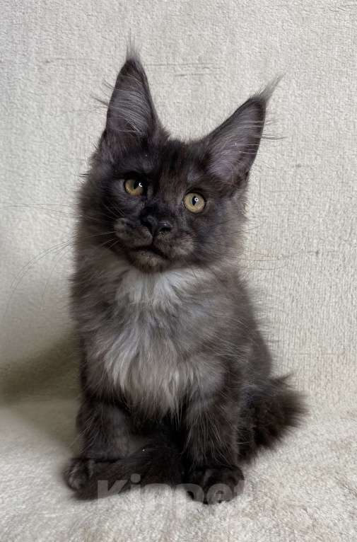 Кошки в Дмитрове: Черная дымчатая девочка мейн кун Vlasta Девочка, 40 000 руб. - фото 3