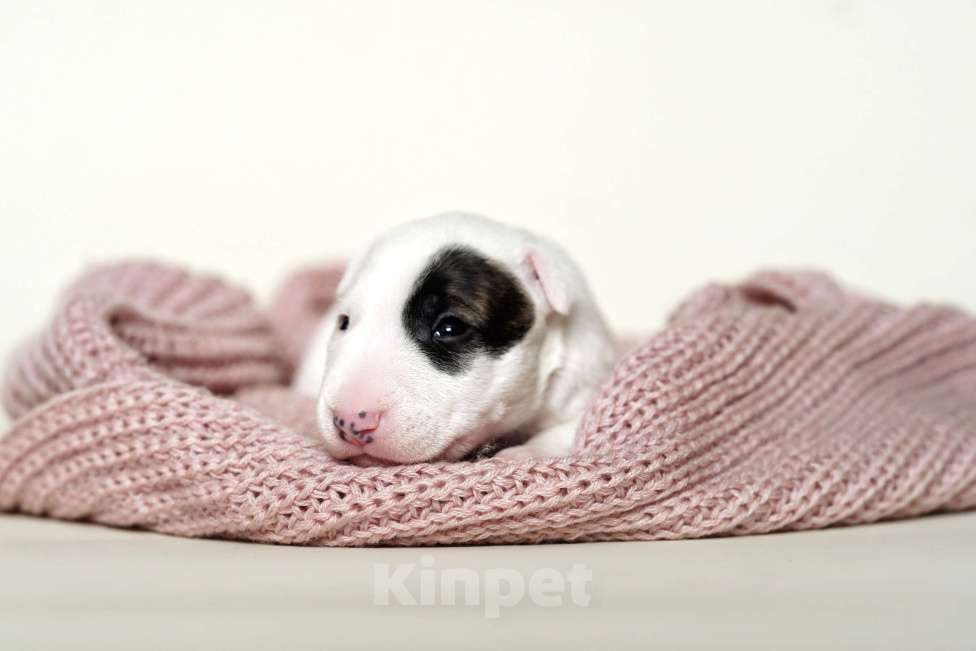 Собаки в Москве: Миниатюрный бультерьер Девочка, Бесплатно - фото 1