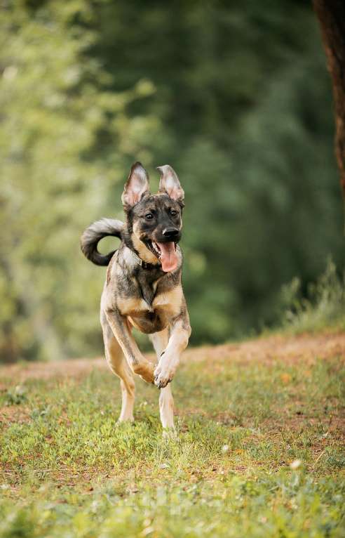 Собаки в Москве: Щенок Леха - очень нужен дом!  Мальчик, Бесплатно - фото 4