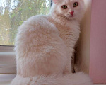 Кошки в Москве: Роскошная белая ангорская пушистая кошка Жасмина  Девочка, Бесплатно - фото 3