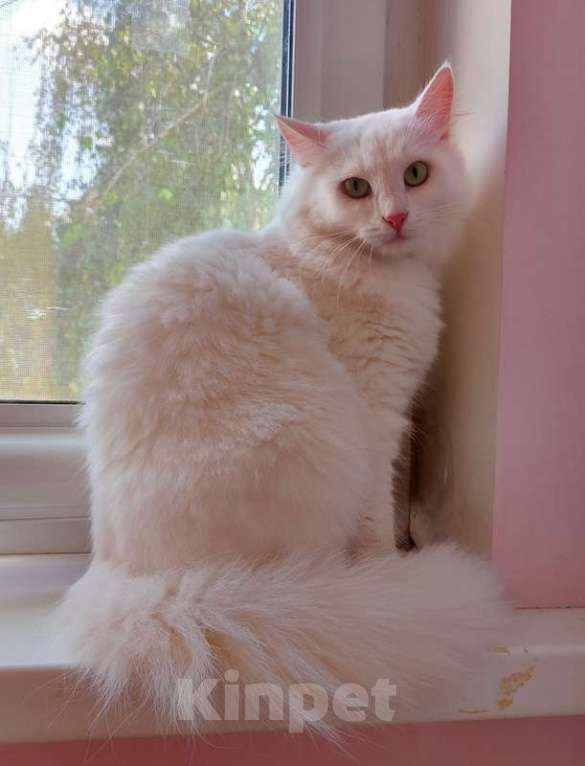 Кошки в Москве: Роскошная белая ангорская пушистая кошка Жасмина  Девочка, Бесплатно - фото 3