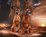Собаки в Наро-Фоминске: Тайский риджбек  Мальчик, 80 000 руб. - фото 2