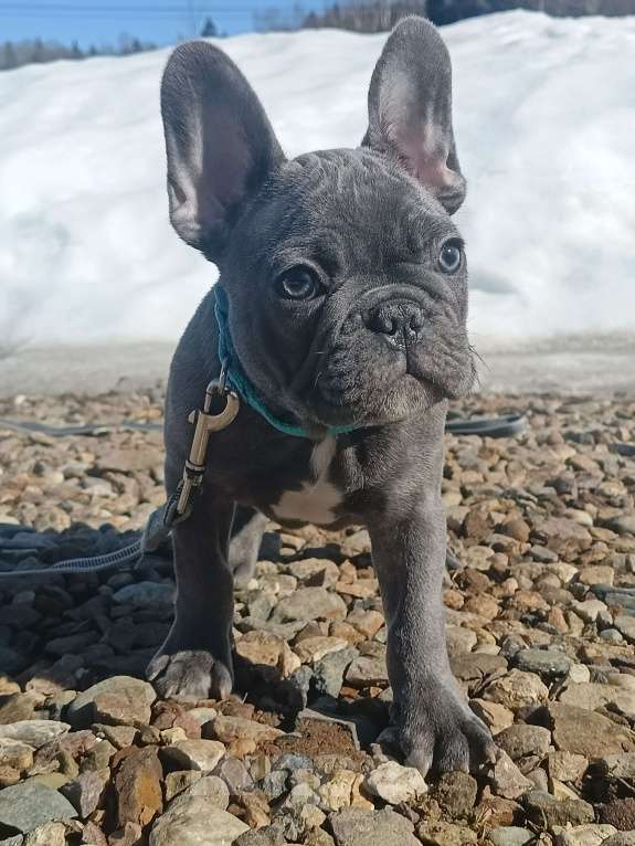 Собаки в Москве: Данко голубой тигр Мальчик, 55 000 руб. - фото 5