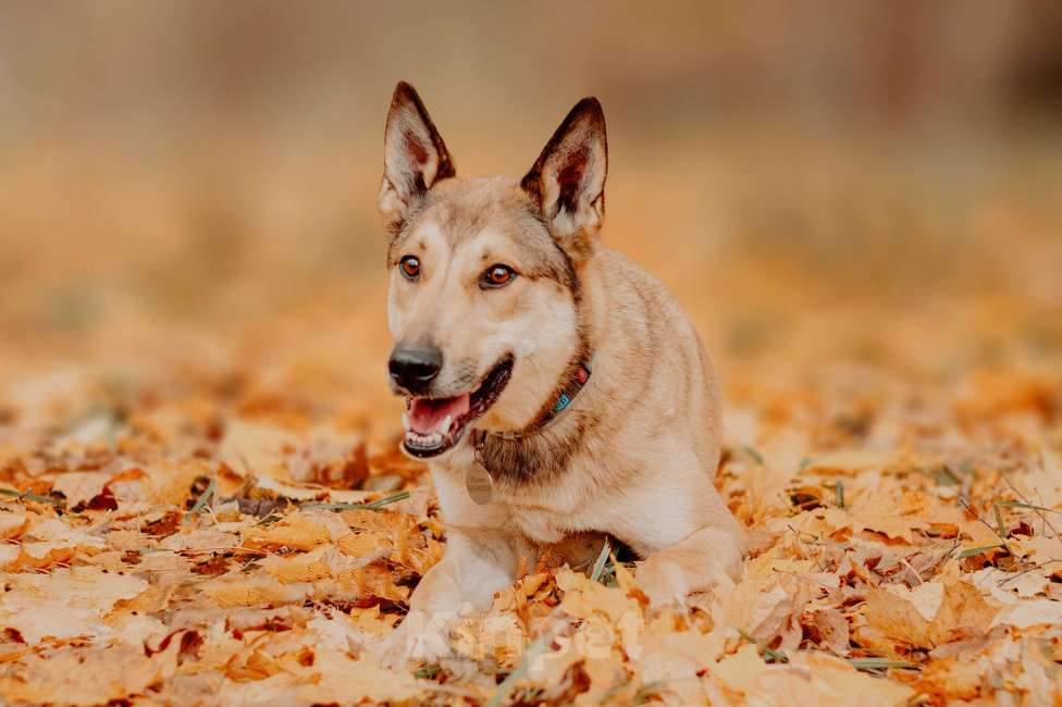 Собаки в Москве: Платон — собака, чья любовь стоит доверия Мальчик, Бесплатно - фото 5