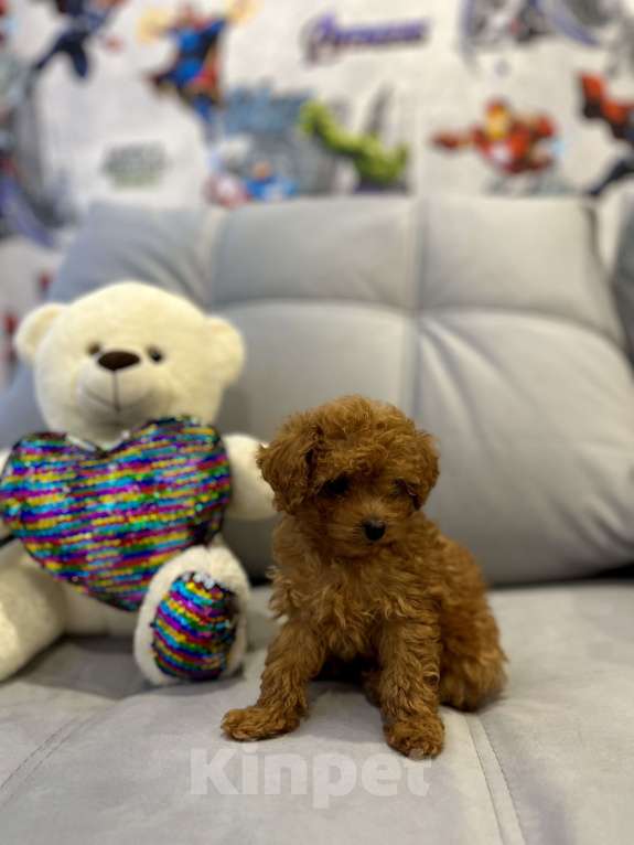 Собаки в Санкт-Петербурге: Той-пудель мини Тедди  Девочка, 110 000 руб. - фото 1